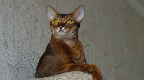 Abyssinian Cat Portrait