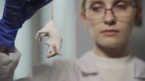 Scientist Holding Mouse in Lab for Experiment