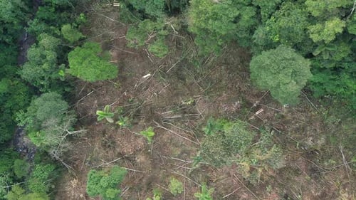 Top view of a patch of tropical rainforest that is deforested
