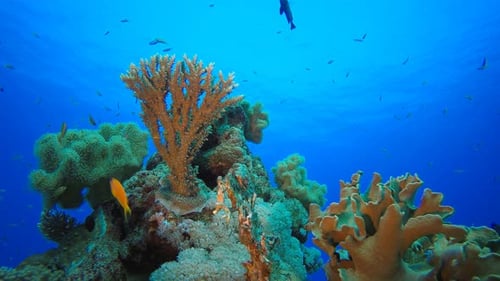 Underwater Red Sea Tropical