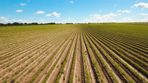 Aerial View of Farmland