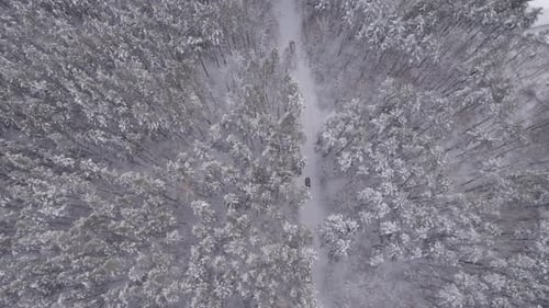 Cars Drive Through The Winter Forest