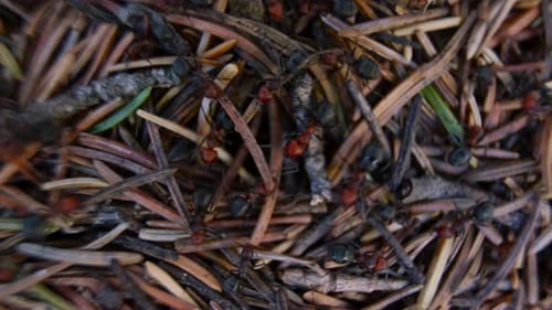 Anthill with ants working macro