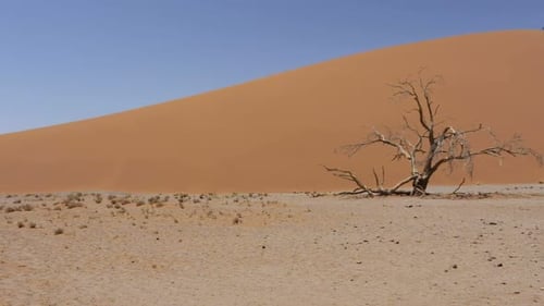 panorama of Dune 45 in sossusvlei Namibia, Africa wilderness