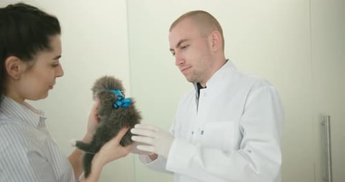 Veterinarian Examining Adorable Kitten in Clinic Office