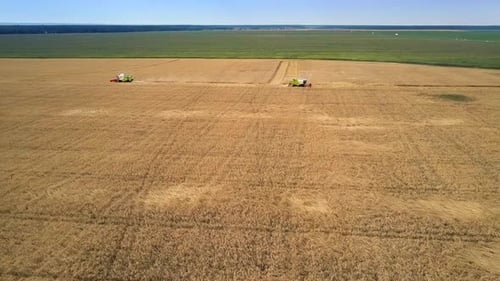 Aerial View Endless Golden Green Fields with Combines