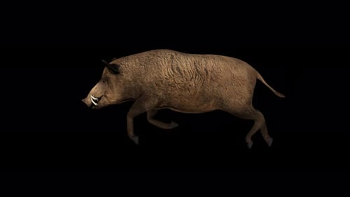 4K Wildschweinlauf