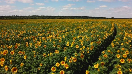 Aerial Drone View Flight Over Sunflower Field on Sunny Summer Day