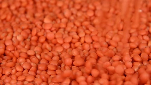 Pile of Orange Lentils Pouring into Frame