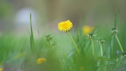 Yellow Dandelion Flowers Blooming on Summer Meadow in Green Sunny Garden