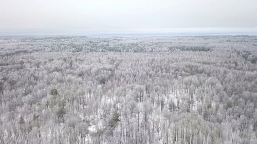 Aerial View of Snow Covered Winter Forest
