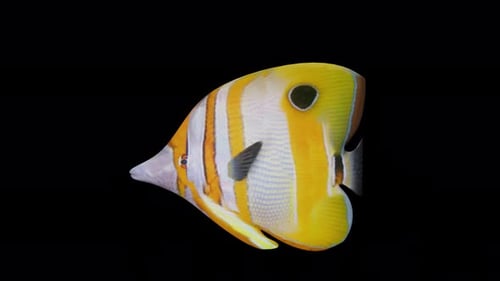 Needlenose Fish View From Side