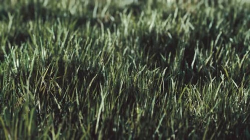Close Up of Fresh Thick Grass in the Early Morning