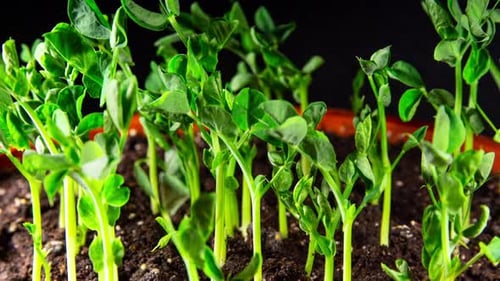 Fresh Green Sprouts Emerging from Soil