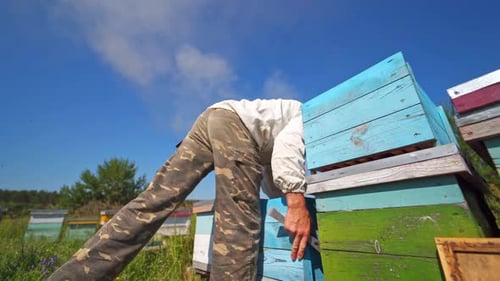 Beekeeper works with hives