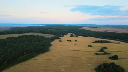 Aerial Landscape View of Yellow Cultivated Agricultural Field with Ripe Wheat on Bright Summer Day