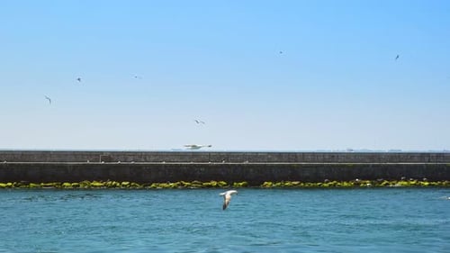 Seagull