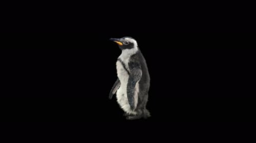 3D Animated Penguin Walking Realistic Character Loop