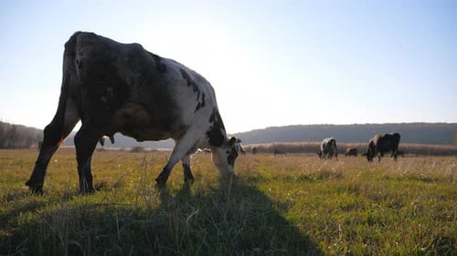 Cows Grazing in a Sunny Green Pasture