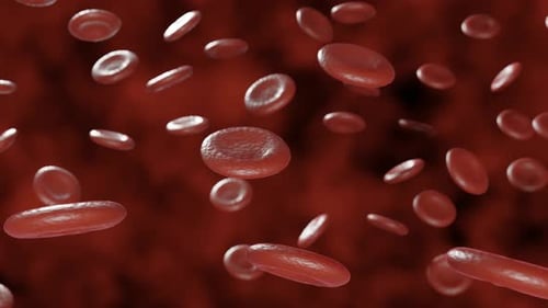 Flowing Red Blood Cells Medical and Scientific Animation