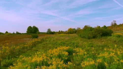 Autumnal wild meadow