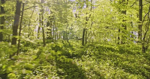 Wild Grass, Plants and Forest Trees with Sunlight Beaming From the Sky in Woods