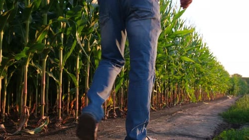 A Village Farmer Goes and Inspects the Corn Crop