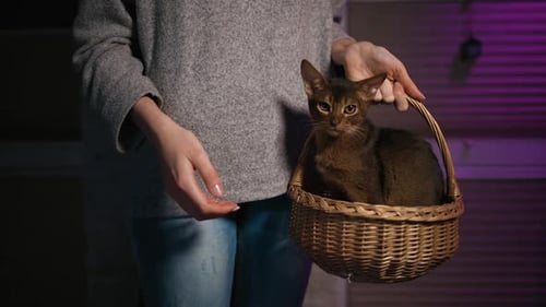 Female Hands Holding and Petting Cute Abyssinian Cat or Kitten in Wicker Basket