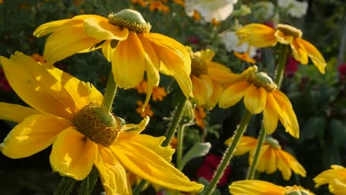 Lot of Orange Rudbeckia hirta Irischer Frühling Blumen im Garten 4K 3840X2160 30fps UltraHD Footag