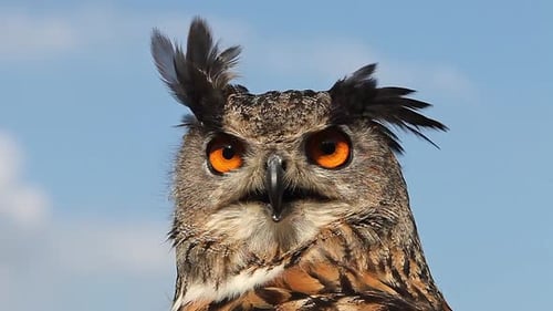 750092 Europäischer Uhu, Asio Otus, Porträt eines Erwachsenen, der sich umschaut, Echtzeit