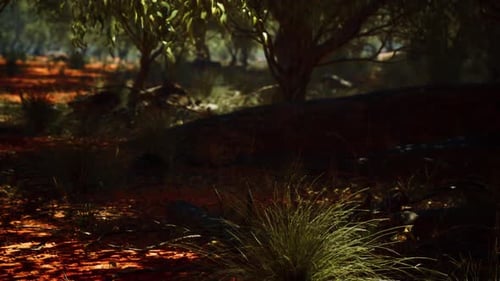 Sunlit Forest Floor with Red Earth Moving Background