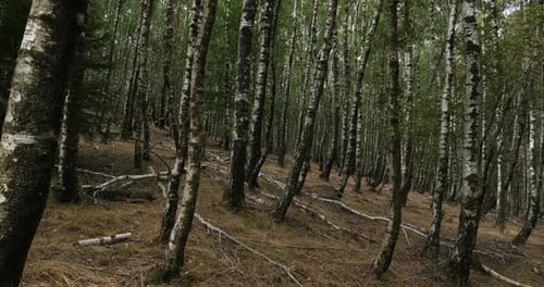 Birch forest near Le Plan de Monfort, the Cevennes National park, Lozere department, France