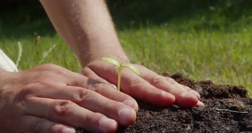 Furmer's Hands Planting a Young Sprout of a Cucumber Seedling