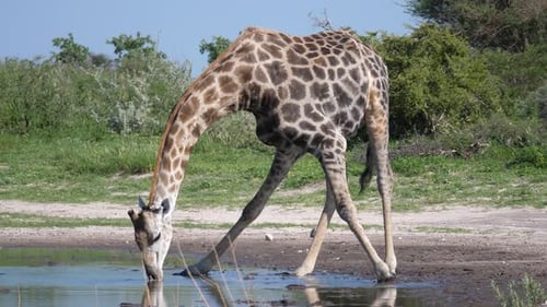 Giraffe drinking from a waterpool