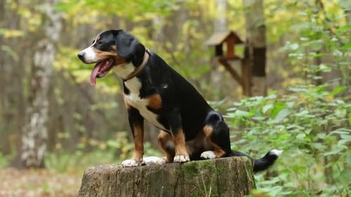 Dog in the Autumn Forest