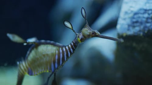Un dragón marino con malezas