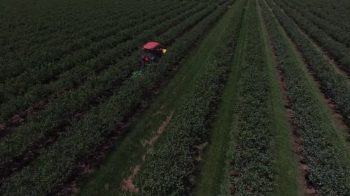 Aerial view of tractor mowing and spraying blueberry field