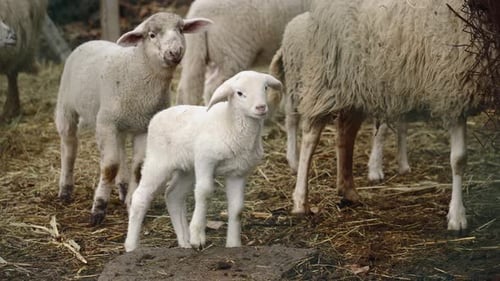 Adorable Lamb Standing in a Rural Sheep Pen