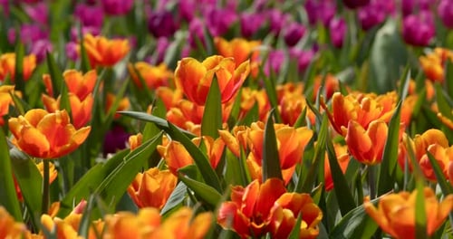 Tulip flower farm