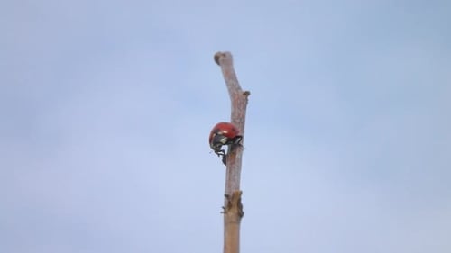 Ladybug on Twig Against Blue Sky