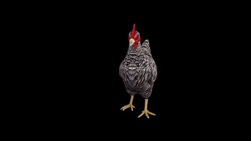 Village Chicken Idle Vorderansicht