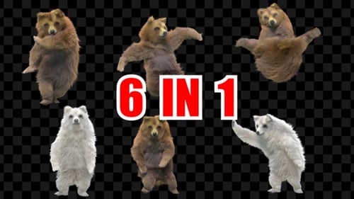 Bärentanz 6er Pack