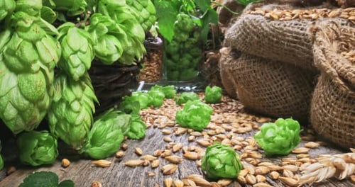 Canecas de cerveja gelada. Lúpulo e malte como ingredientes da cerveja.