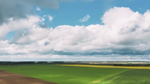 Countryside Rural Field Landscape With Young Wheat Sprouts In Spring Summer Cloudy Day. Agricultural