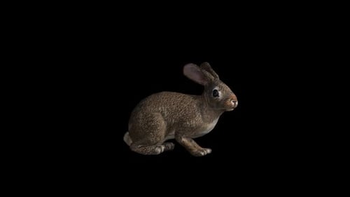 Realistic 3D Animated Rabbit Looking Around with Alpha Channel
