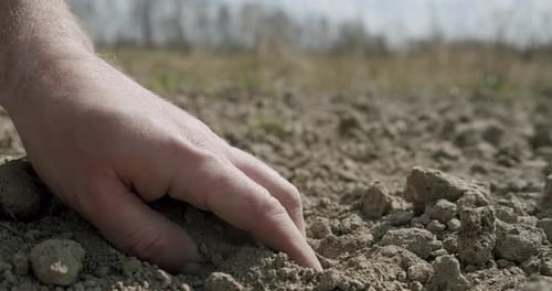 Hand Planting a Potato in Rural Soil
