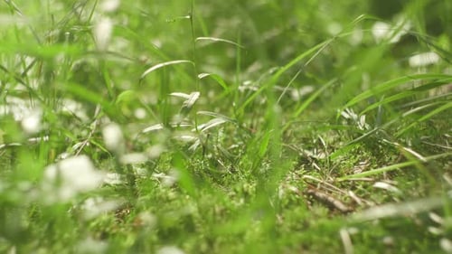 Walking Barefoot on the Grass