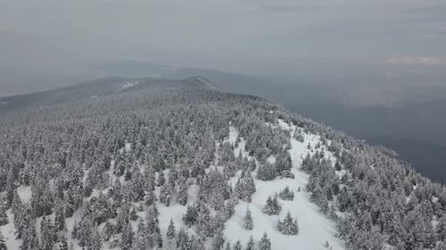 Aerial Winter Snowy Forest