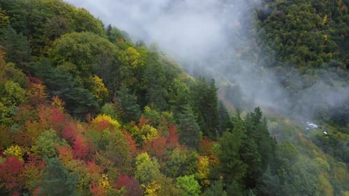 Colorful Foggy Mountain Forest In The Autumn