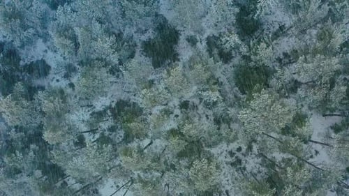 Aerial View Snowcovered Pine Forest